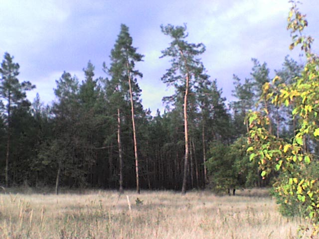 Самарский лес