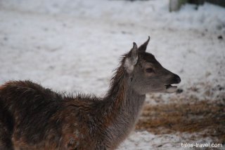 Вольеры Беловежской пущи