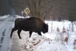 Зубры